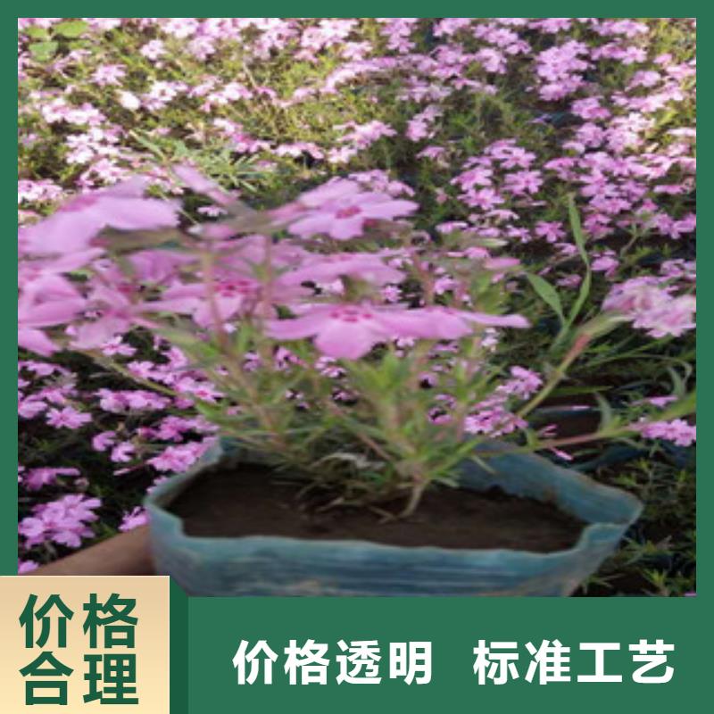 花海景观,水生植物/荷花睡莲标准工艺