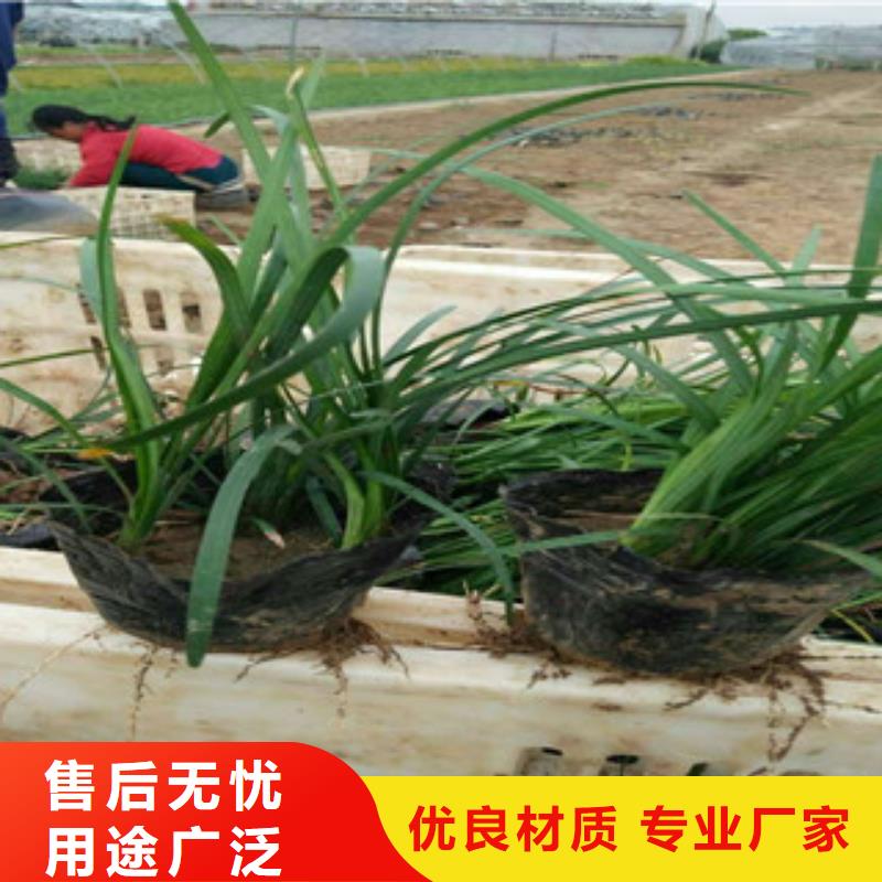 【花海景观-耐寒耐旱草花基地好产品不怕比】