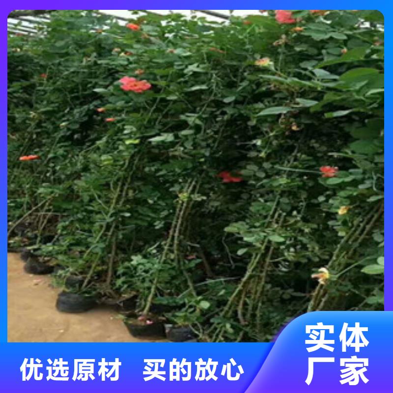 【花海景观水生植物/荷花睡莲标准工艺】