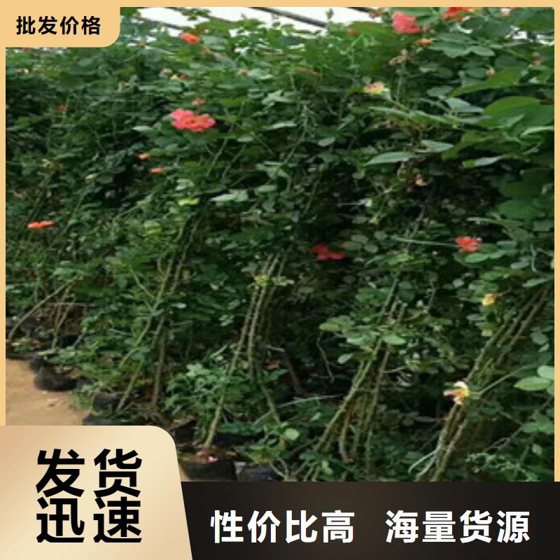 花海景观耐寒耐旱草花基地自有厂家