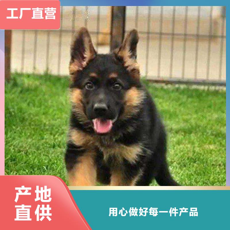 德国牧羊犬_德牧犬精心推荐