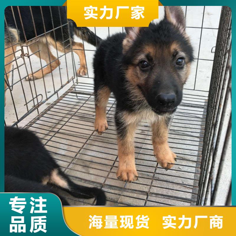 德国牧羊犬杜高犬为您精心挑选