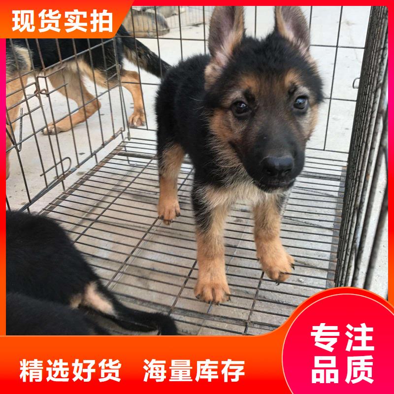 德国牧羊犬-马犬现货充足