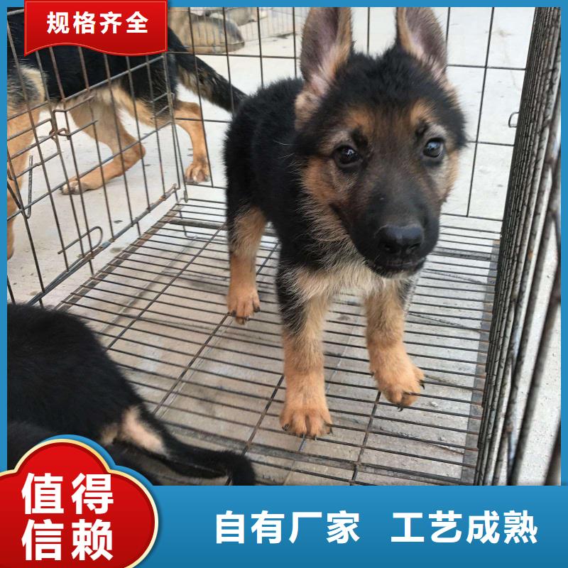 【德国牧羊犬】-杜宾犬专注细节更放心