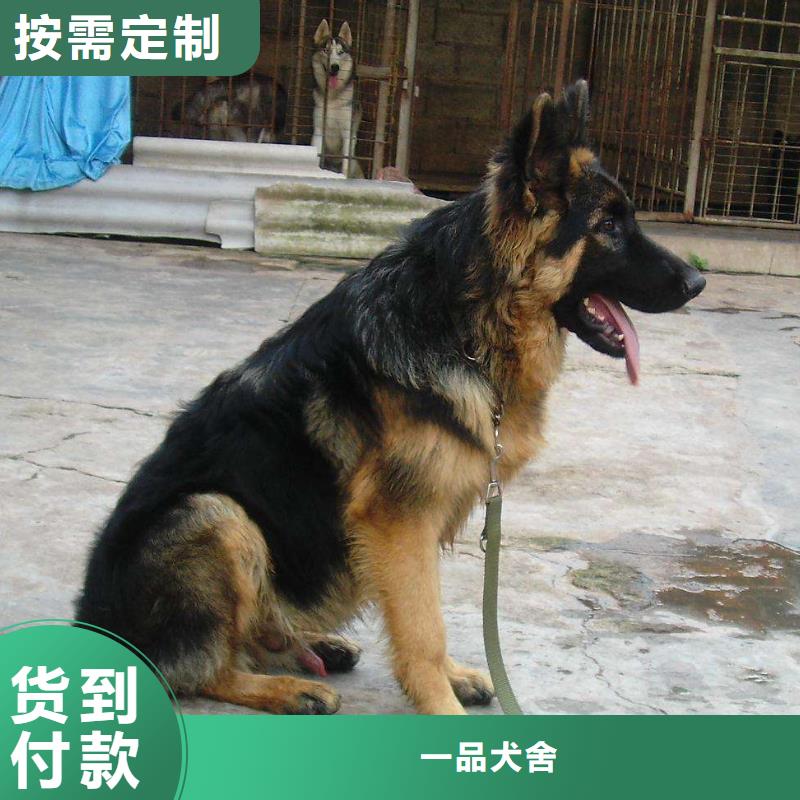 【德国牧羊犬,比特犬懂您所需】