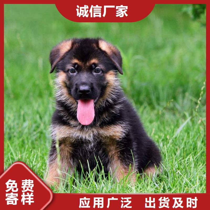 德国牧羊犬【德牧犬】好厂家有担当