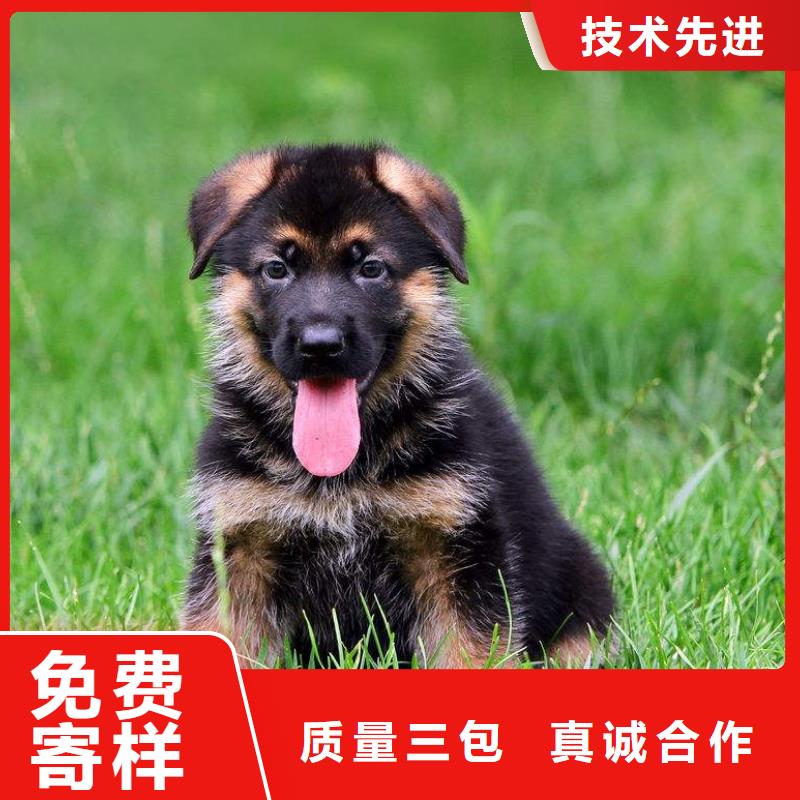 德国牧羊犬德牧犬低价货源