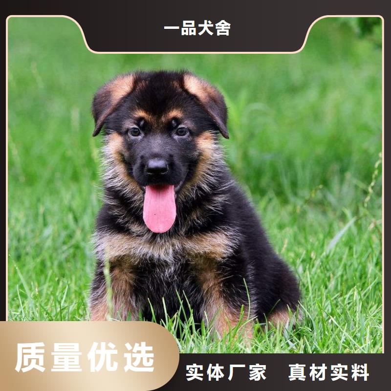 德国牧羊犬-马犬按需定制真材实料