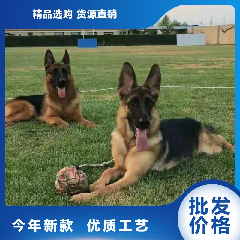 【德国牧羊犬】比特犬种类多质量好