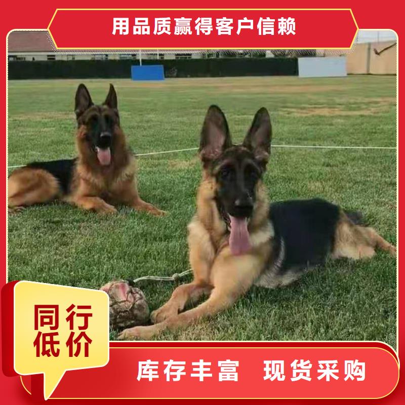 德国牧羊犬罗威纳犬客户信赖的厂家