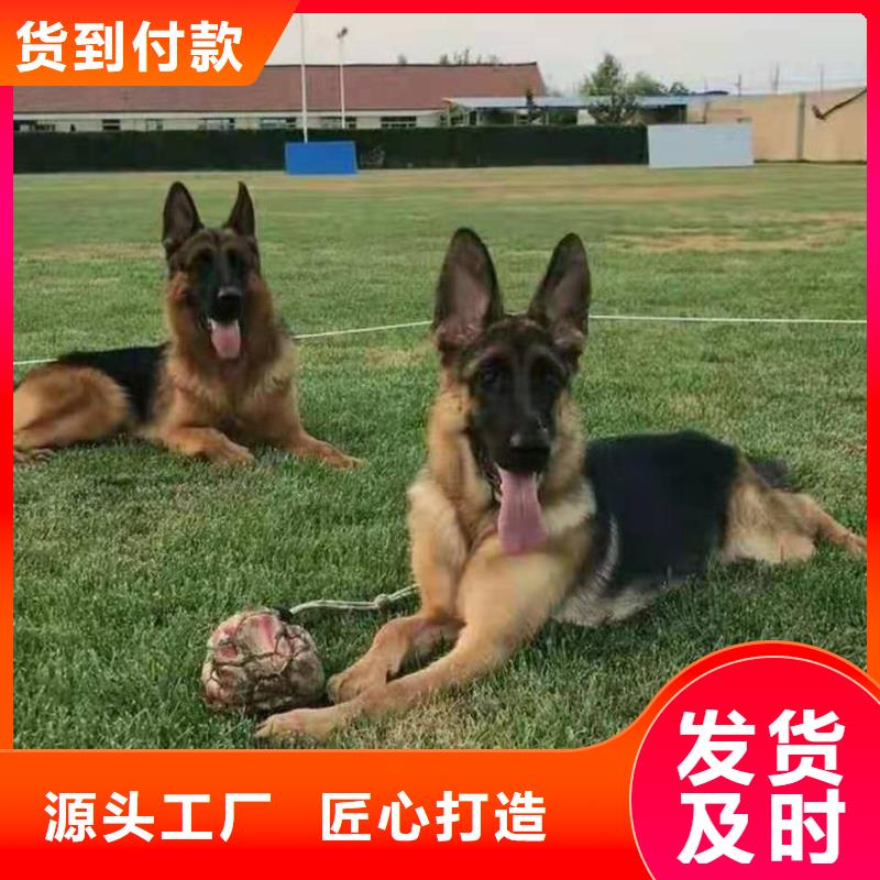 德国牧羊犬-马犬现货充足