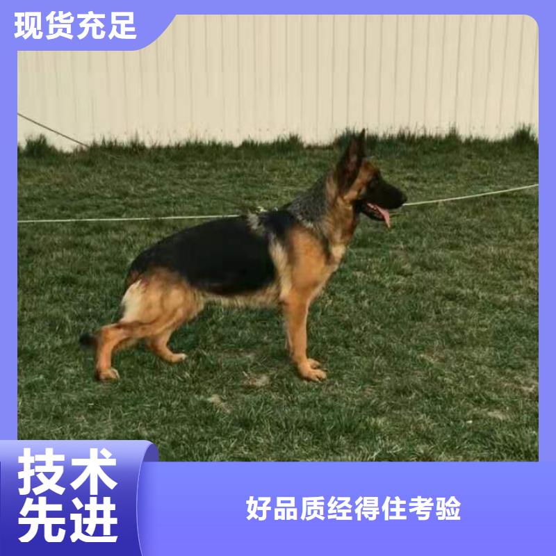 德国牧羊犬马犬批发供应