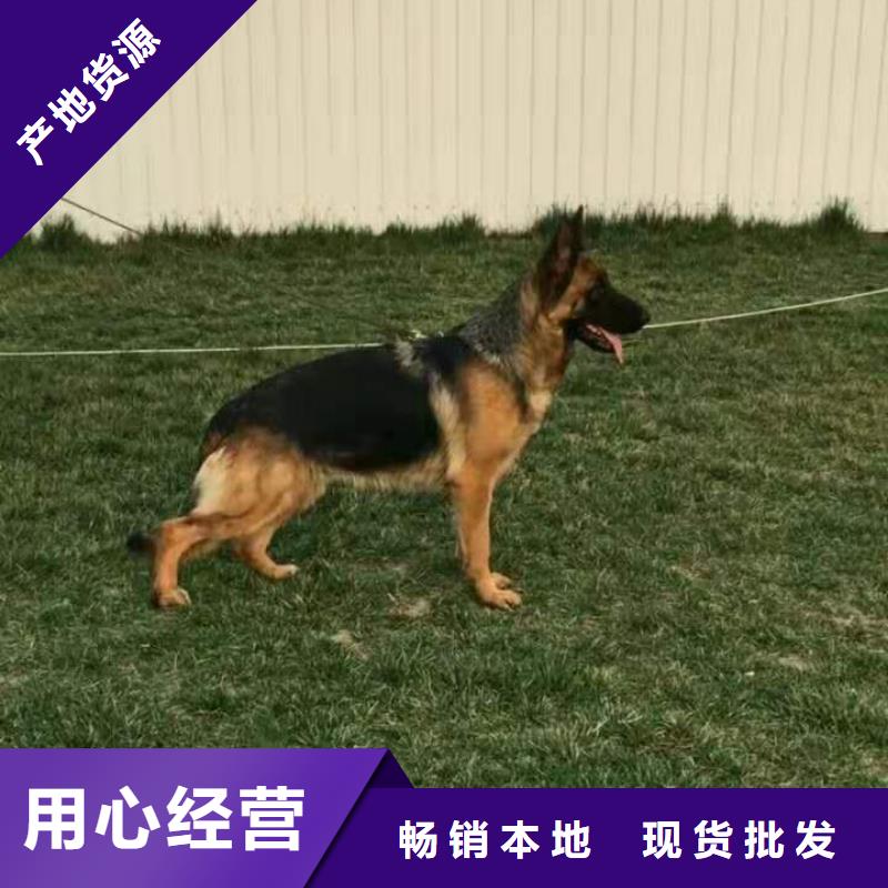 【德国牧羊犬】马犬诚信可靠