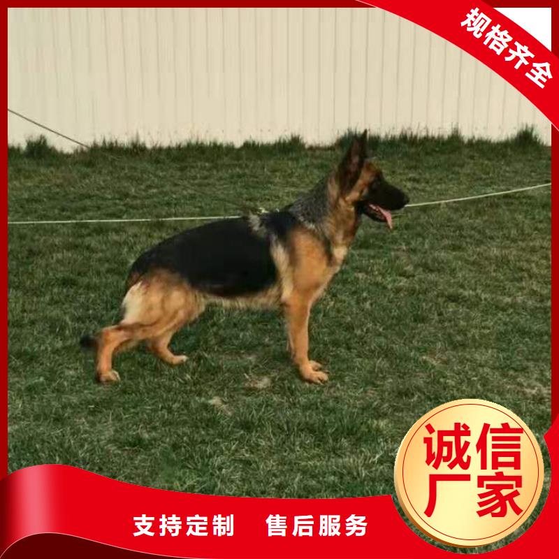 德国牧羊犬卡斯罗犬厂家销售