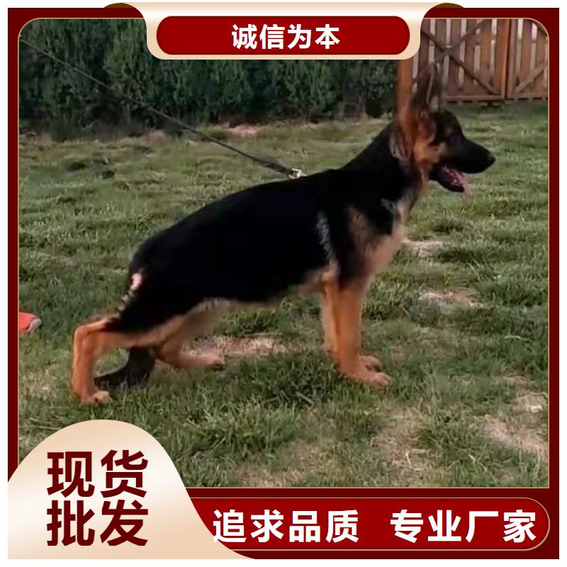 德国牧羊犬【卡斯罗犬】实力才是硬道理