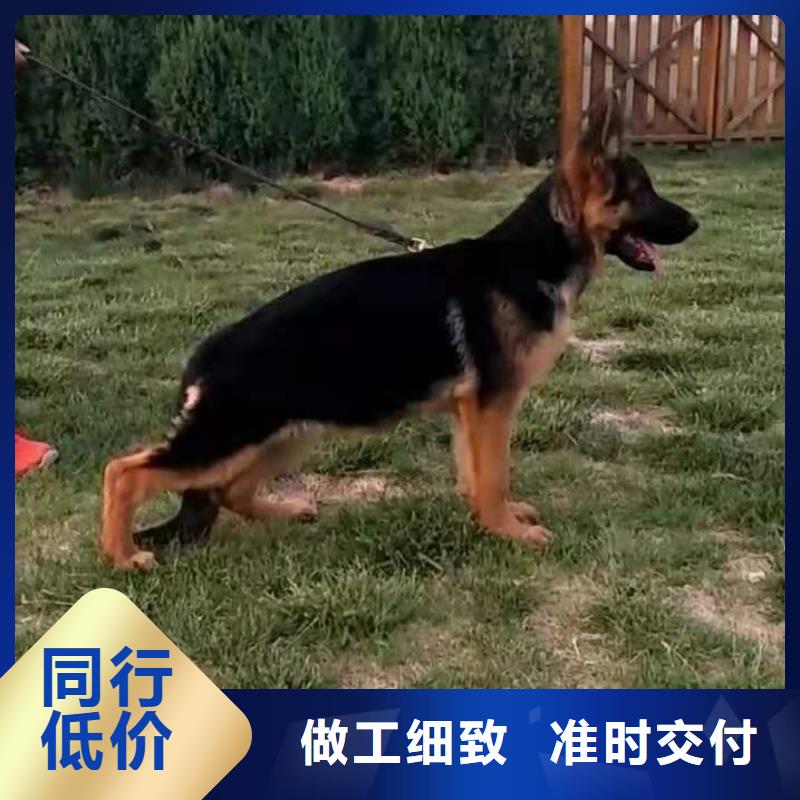 德国牧羊犬德牧犬资质认证