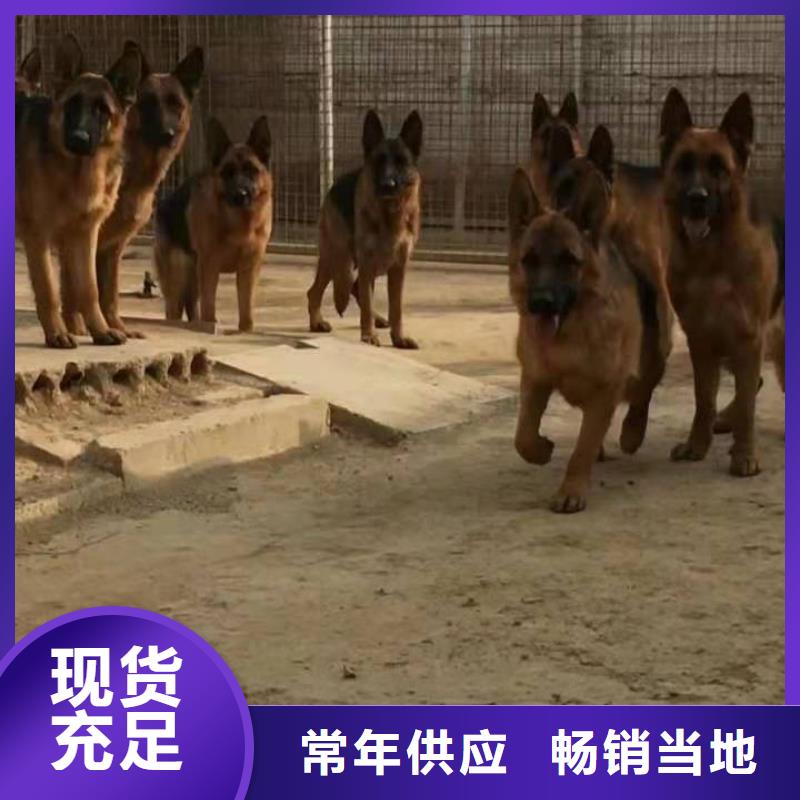 德国牧羊犬-杜高犬卓越品质正品保障