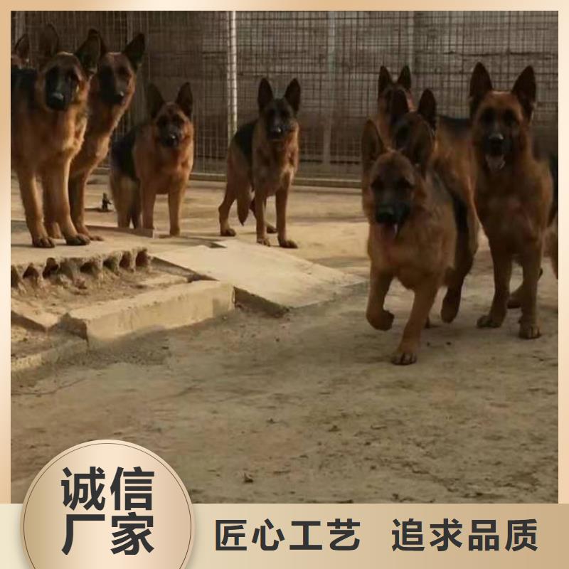 【德国牧羊犬】,杜高犬可零售可批发