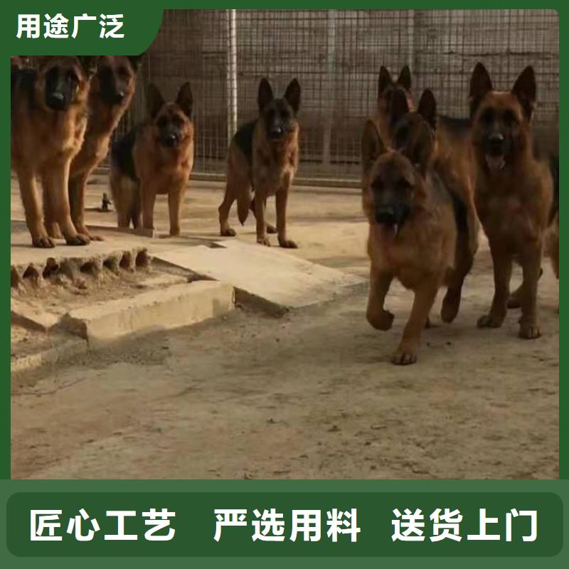 德国牧羊犬,卡斯罗犬购买的是放心