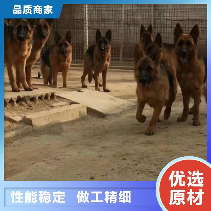 德国牧羊犬马犬优质货源