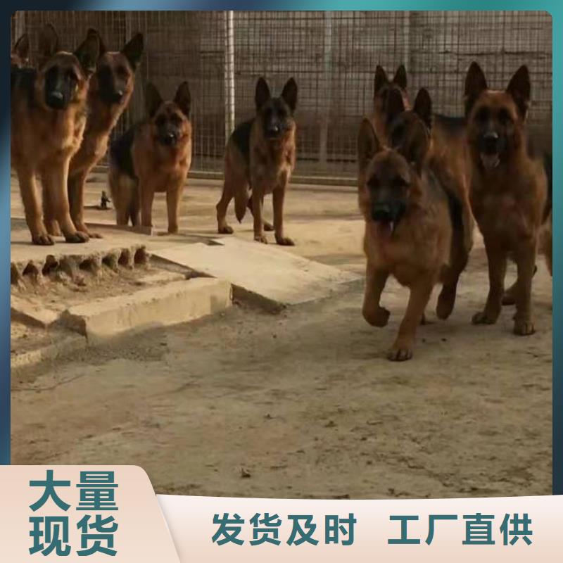 德国牧羊犬_德牧犬种类多质量好