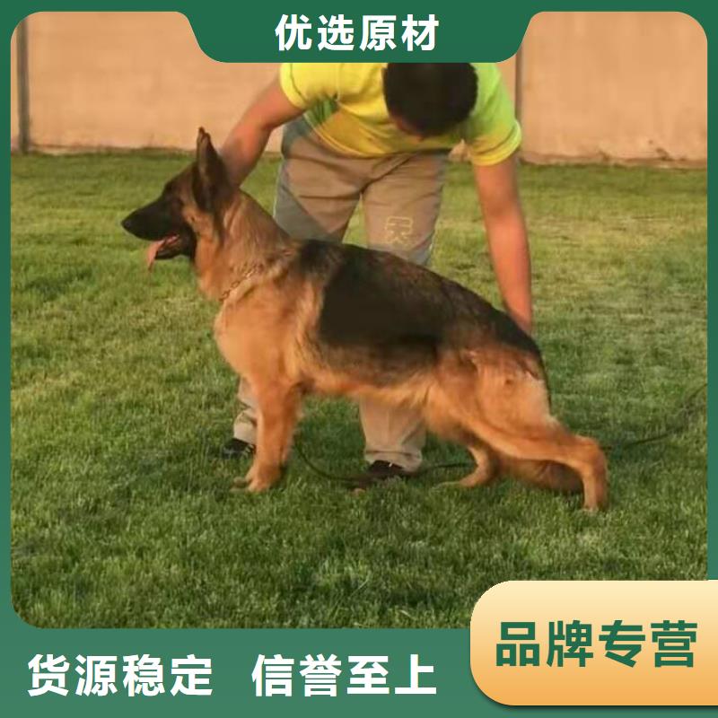 德国牧羊犬杜宾犬可零售可批发