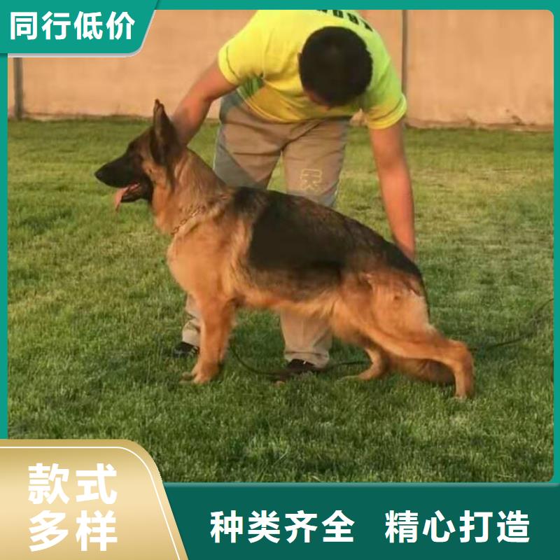 德国牧羊犬马犬可零售可批发