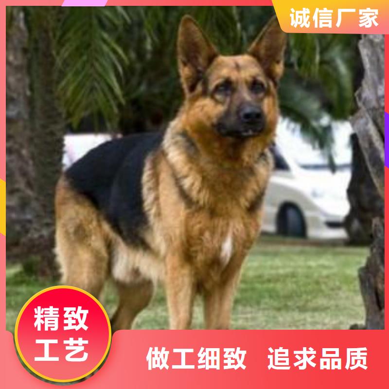 德国牧羊犬杜宾犬可零售可批发