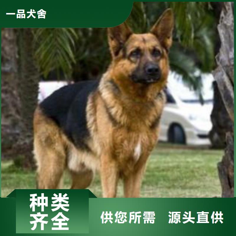 德国牧羊犬【德牧犬】好厂家有担当