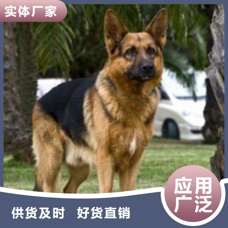 【德国牧羊犬,比特犬懂您所需】