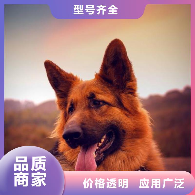 德国牧羊犬_德牧犬种类多质量好