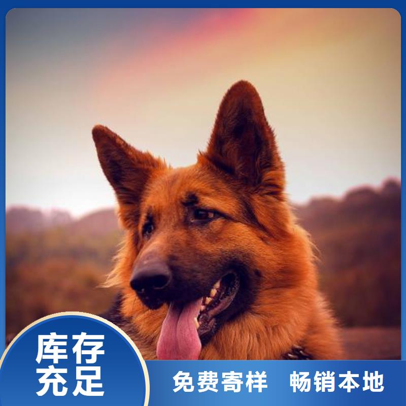 【德国牧羊犬】-杜宾犬厂家货源