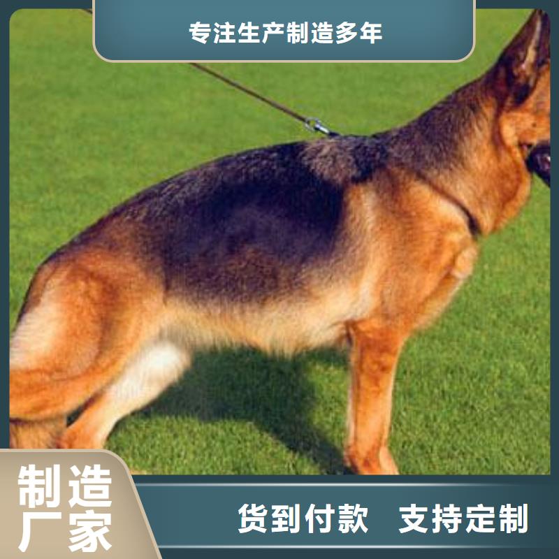 德国牧羊犬拉布拉多犬厂家直销直供