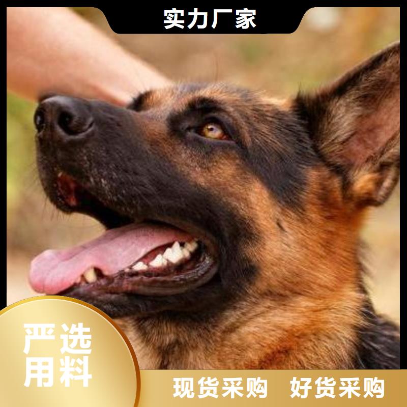 德国牧羊犬【德牧犬】好厂家有担当