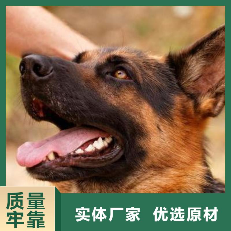 【德国牧羊犬】比特犬种类多质量好