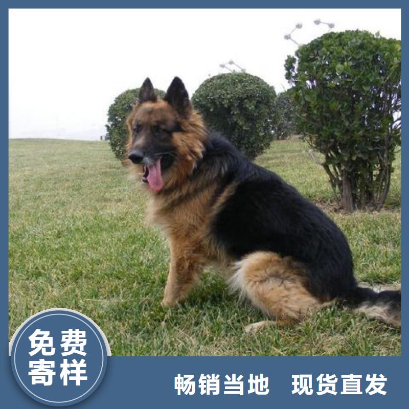 德国牧羊犬_德牧犬精心推荐