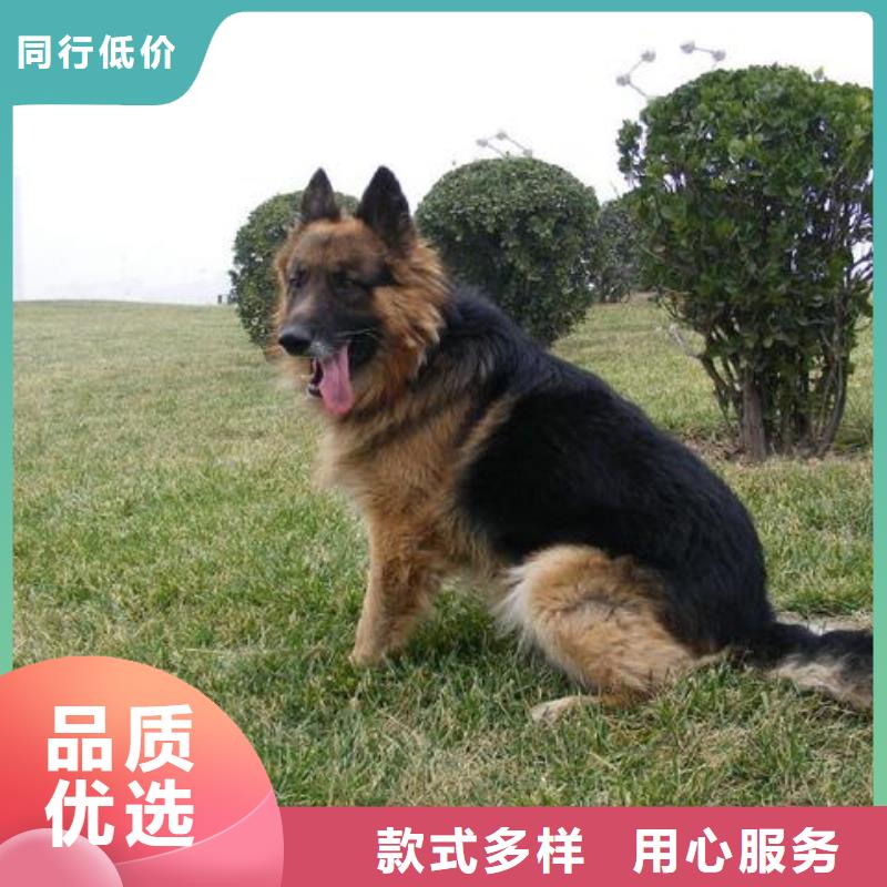 【德国牧羊犬】德牧犬质量安心