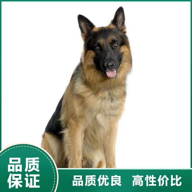 【德国牧羊犬】高加索犬使用方法