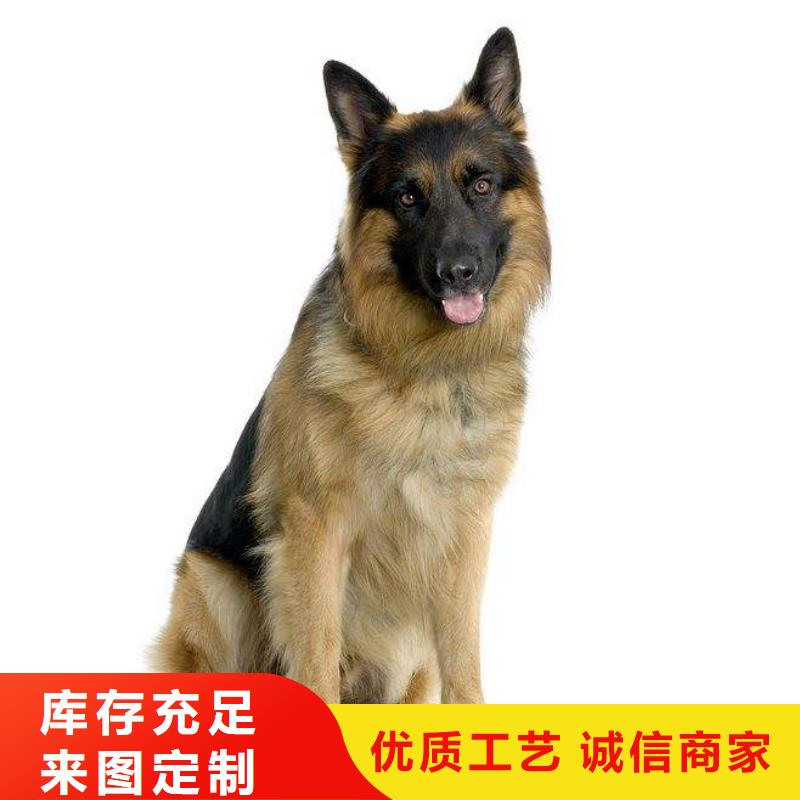 德国牧羊犬卡斯罗犬使用寿命长久