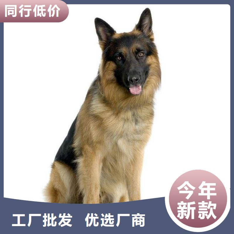 德国牧羊犬比特犬放心得选择