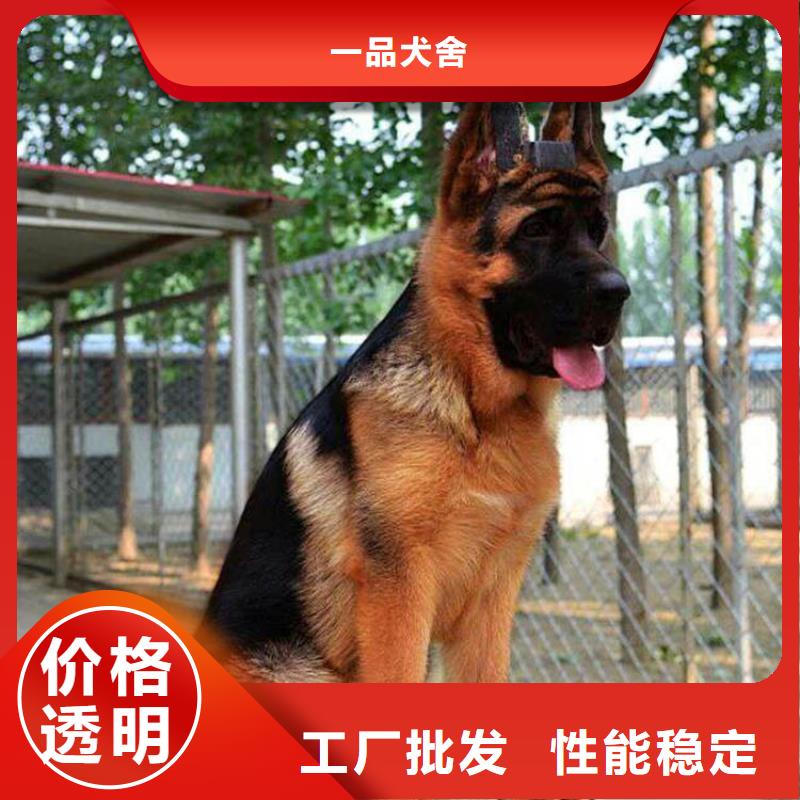 德国牧羊犬黑狼厂家实力雄厚