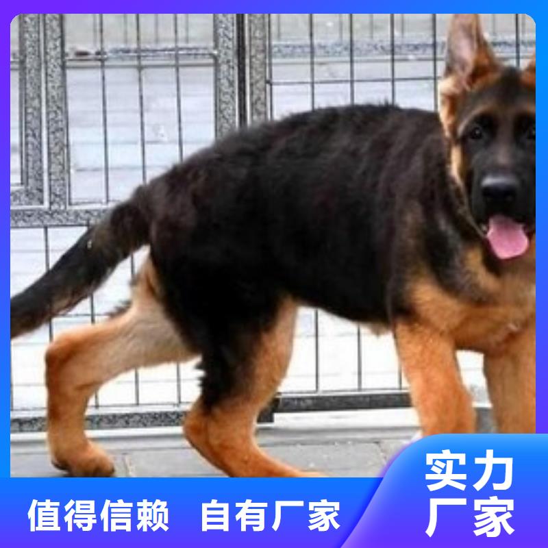 德国牧羊犬【德牧犬】好货直销