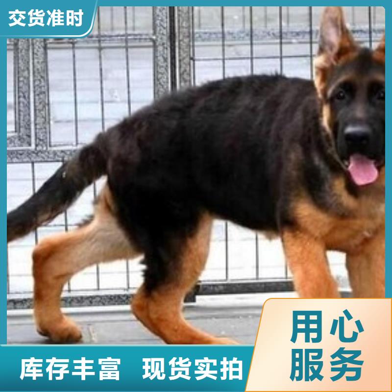 德国牧羊犬德牧犬一站式采购商