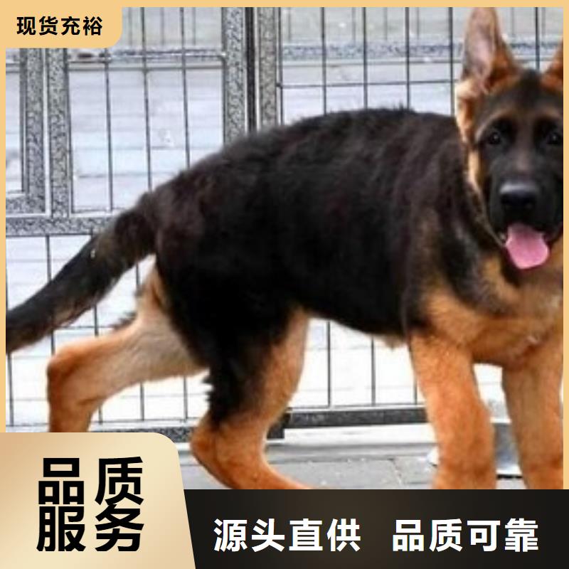 德国牧羊犬【杜宾犬】N年大品牌