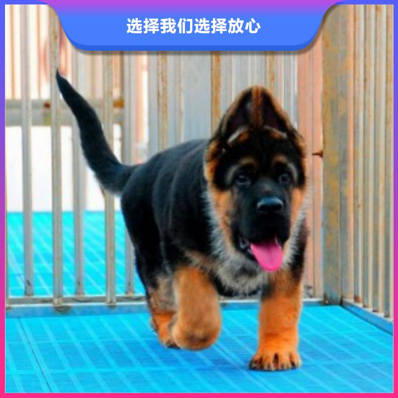 德国牧羊犬【卡斯罗犬】实力才是硬道理