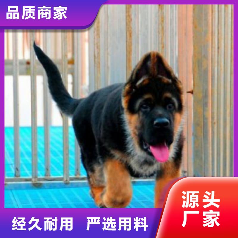 德国牧羊犬_德牧犬精心推荐