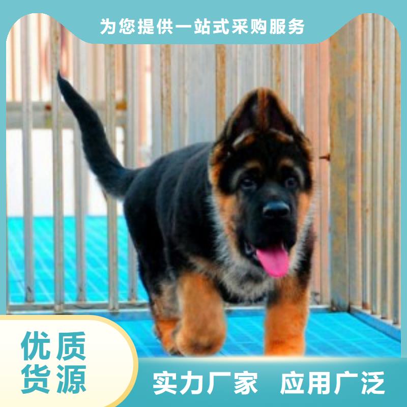 德国牧羊犬【德牧犬】好厂家有担当