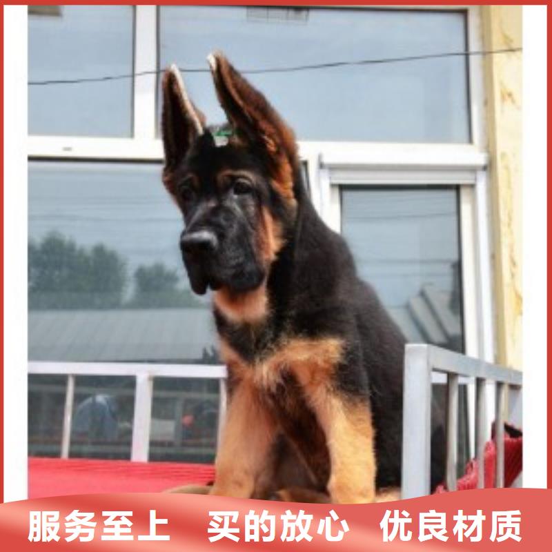 德国牧羊犬,德牧犬不只是质量好