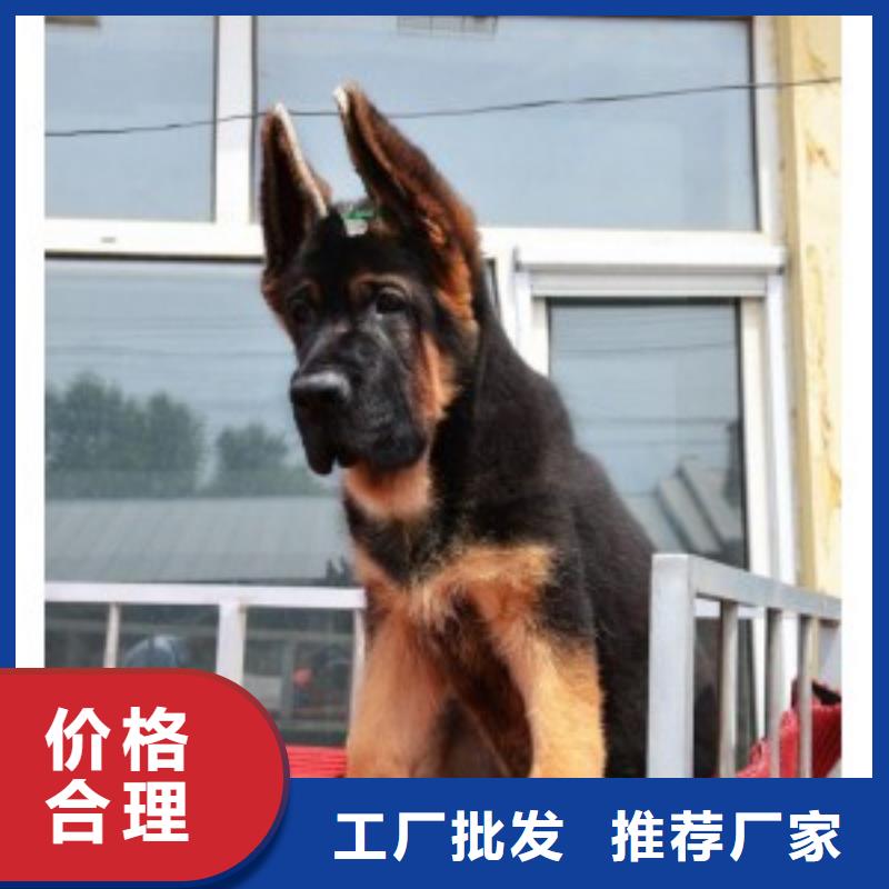 德国牧羊犬【德牧犬】好厂家有担当