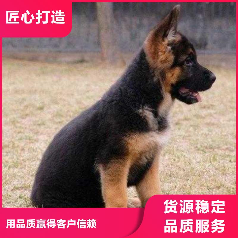 德国牧羊犬-马犬现货充足